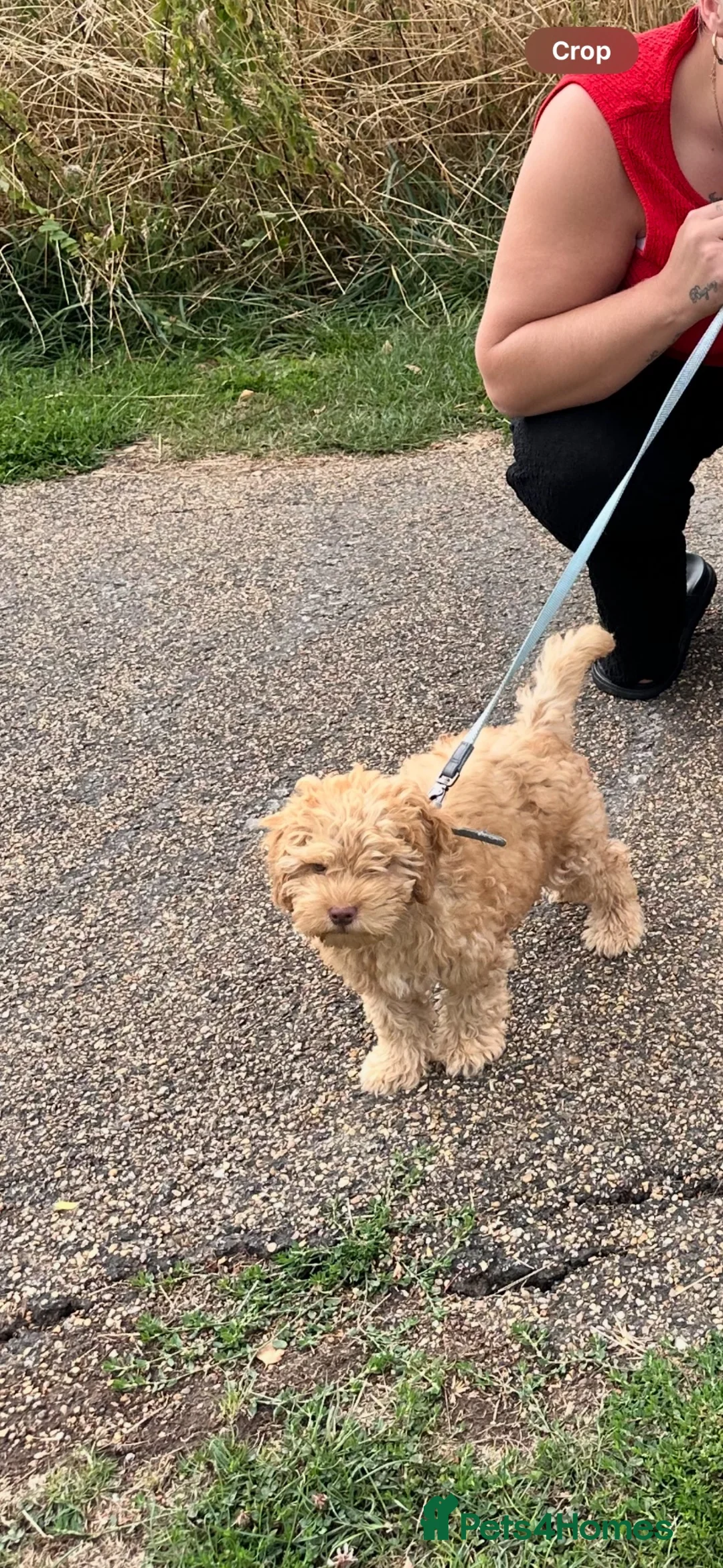 Cockapoo dogs for sale: Male cockapoo Puppy in Boston - Advert 5