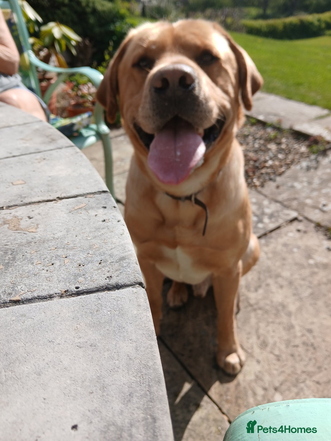 Golden Retriever dogs for stud: Male dog for stud - Advert 3