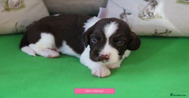 English Springer Spaniel dogs - Advert 12