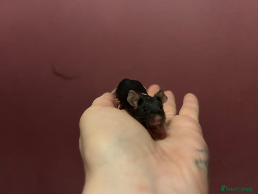 Mouse rodents for sale: Different colours pretty young mice - Advert 9
