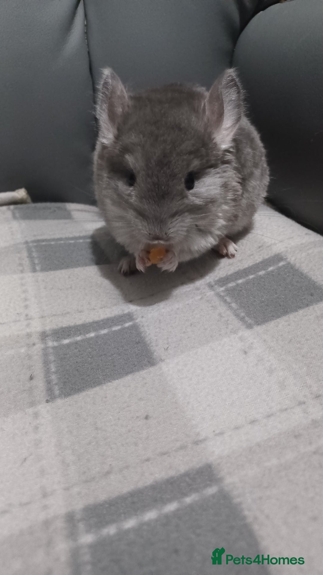 Chinchilla rodents for sale: Chinchilla kits to reserve  - Advert 8