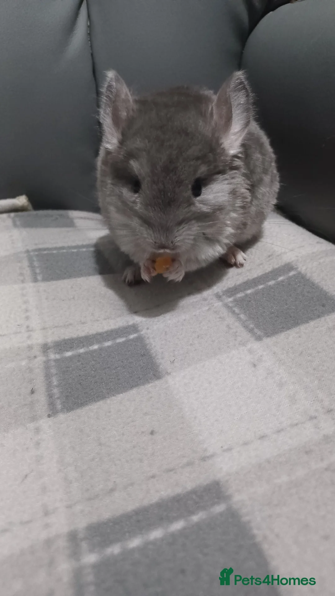 Chinchilla rodents for sale: Chinchilla kits 2 ready 2  for reservation  - Advert 2