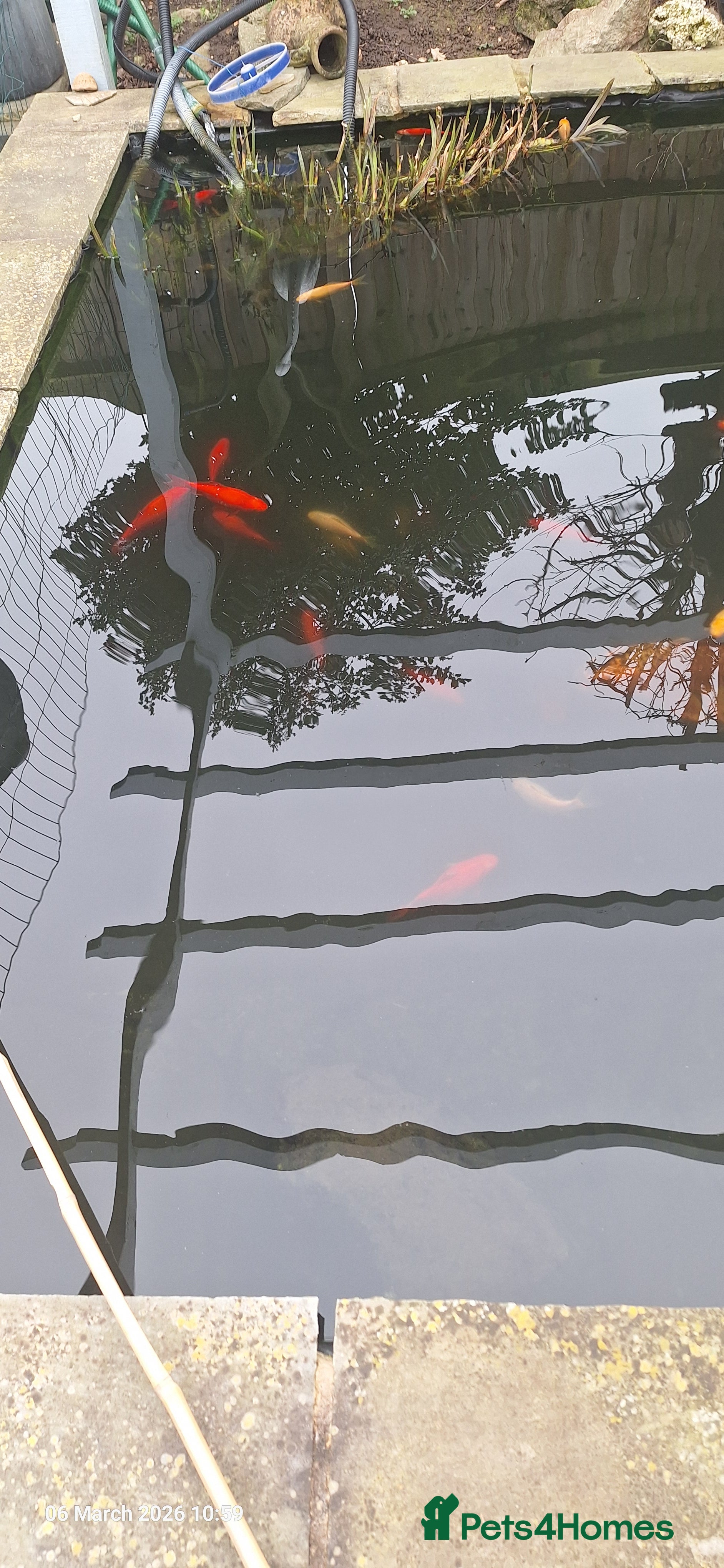 Goldfish fish Pond fish and accessories  - Advert 2