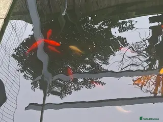 Goldfish fish Pond fish and accessories - Advert 2