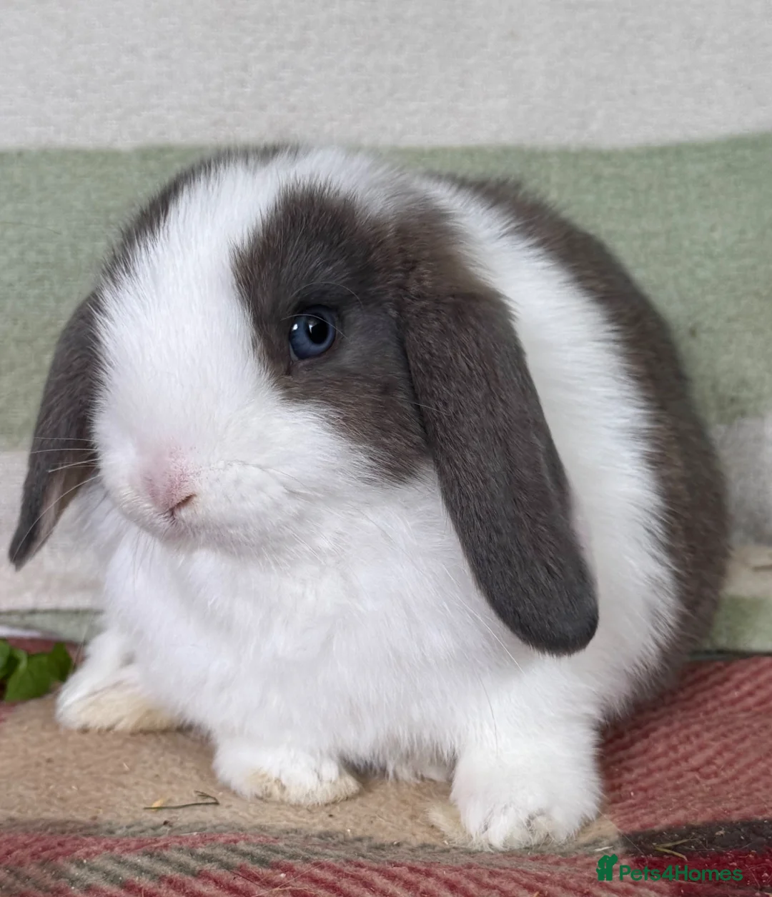 Mini Lop rabbits for sale: Pair of beautiful lop bunnies *Vaccinated* in Llandysul - Advert 4