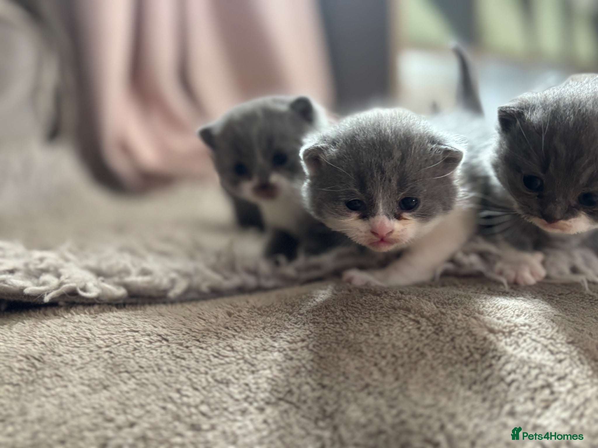 British Shorthair cats Beautiful British Shorthair Kittens  - Advert 2