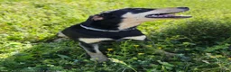 Mixed Breed dogs for adoption: Reggie – Loving Terrier Cross  - Advert 3