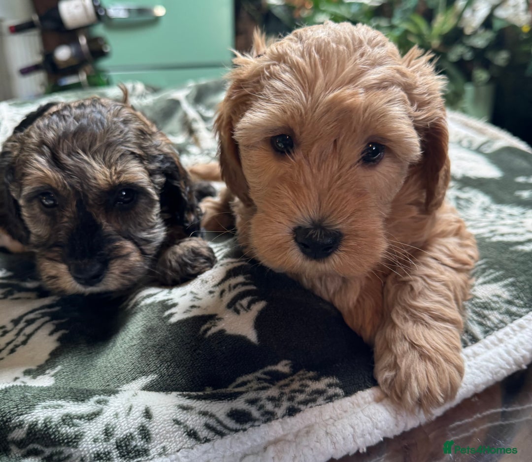 Schnoodle dogs for sale: Miniature Schoodle puppies - Image 24