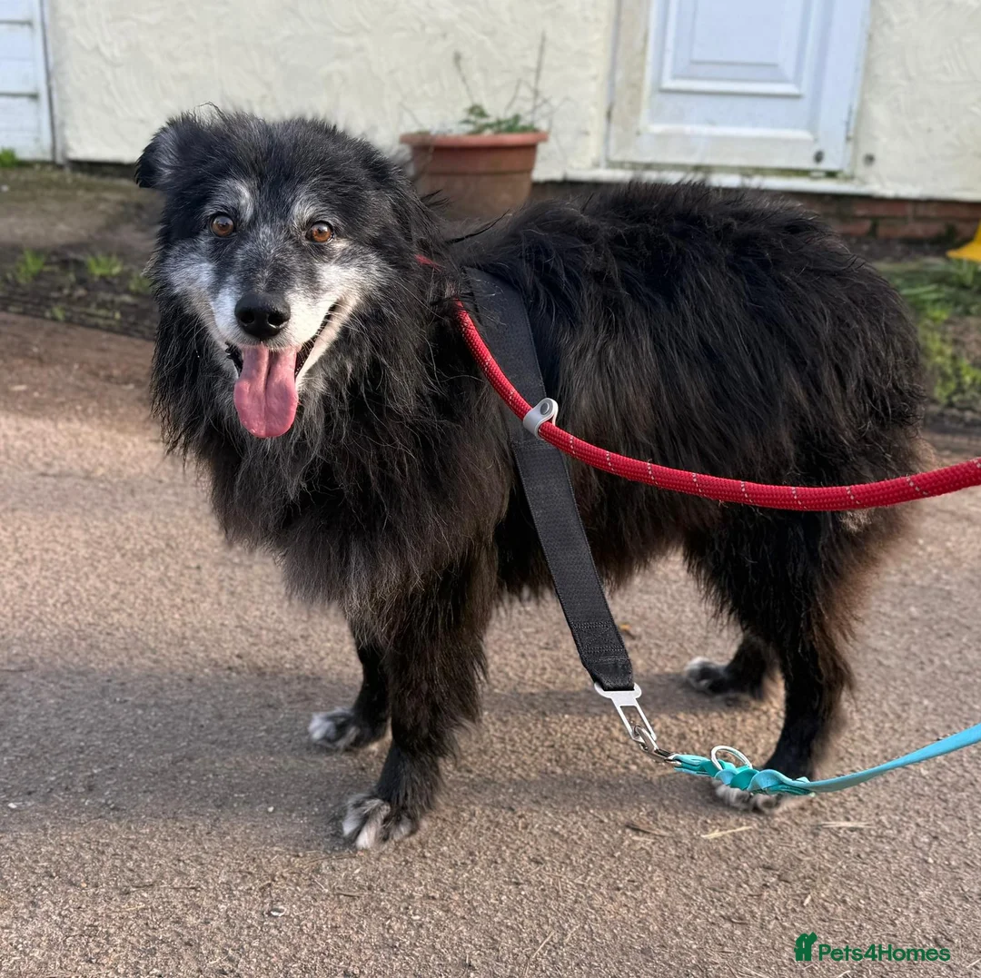 Mixed Breed dogs for adoption: Meet amazing MOOSE!!  - Advert 2