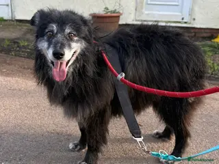 Mixed Breed dogs Meet amazing MOOSE!! - Advert 2