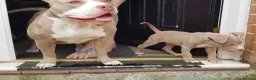 American Bully dogs for sale: Female American pocket bully puppy - Advert 15