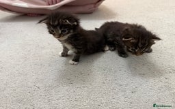 Maine Coon cats for sale: Maine Coon kittens some polydactyl.  - Advert 4