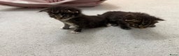 Maine Coon cats for sale: Maine Coon kittens some polydactyl.  - Advert 4