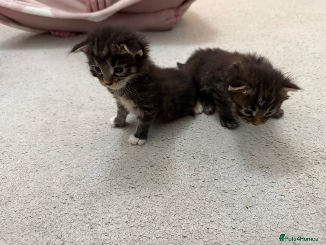Maine Coon cats for sale: Maine Coon kittens some polydactyl.  - Advert 4
