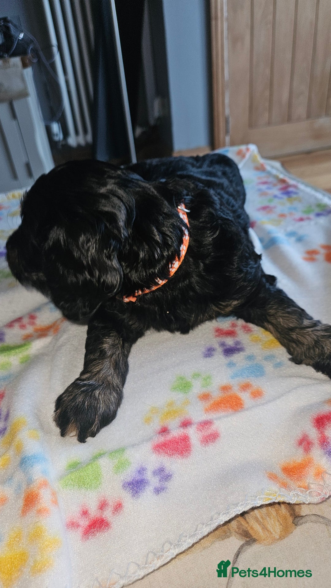 Cockapoo dogs for sale: Cockerpoo  - Image 4