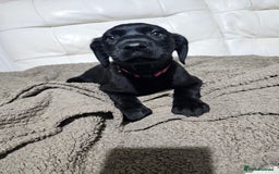 Labrador Retriever dogs for sale: 2boys / 4 girls  READY TODAY FOR FOREVER HOMES - Image 12