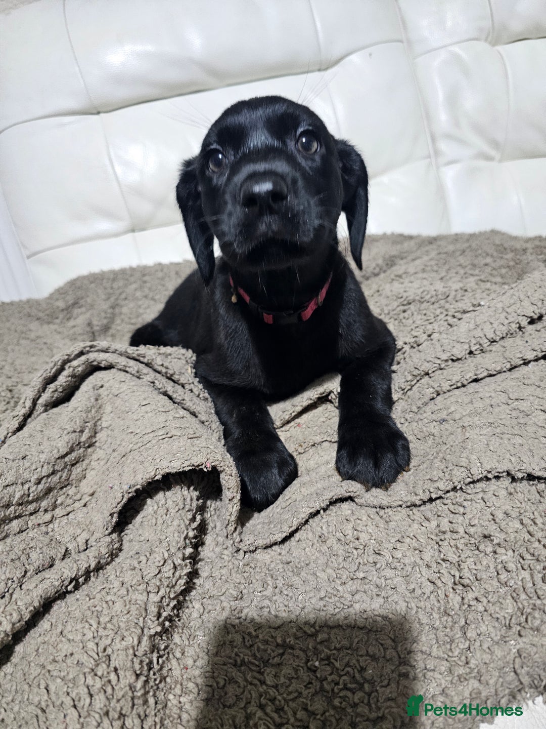 Labrador Retriever dogs for sale: 2boys / 4 girls  READY TODAY FOR FOREVER HOMES - Image 12