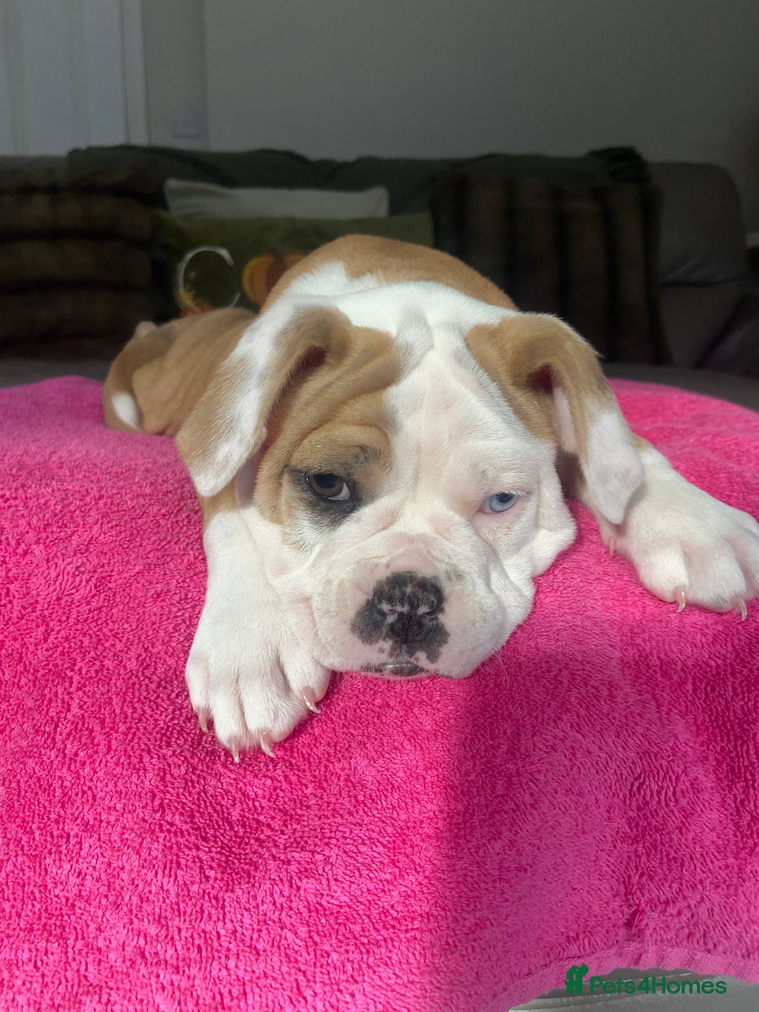 Alapaha Blue Blood Bulldog dogs for sale: Beautiful Alapaha blue bulldogs  - Image 4