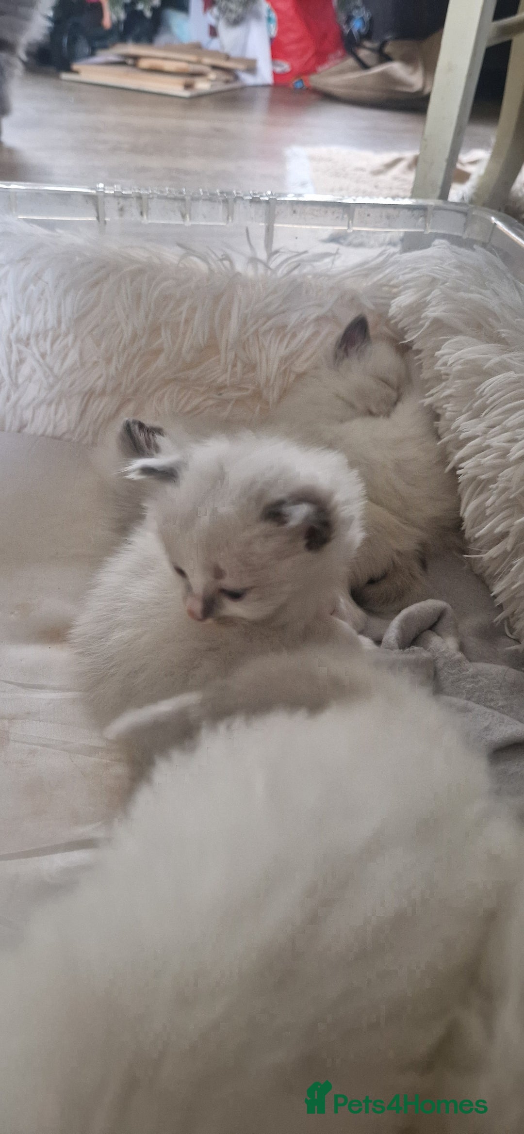 Ragdoll cats for sale: Pure Bred Ragdolls - Advert 12