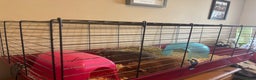 Guinea Pig rodents for sale: Guinea Pigs  - Advert 2