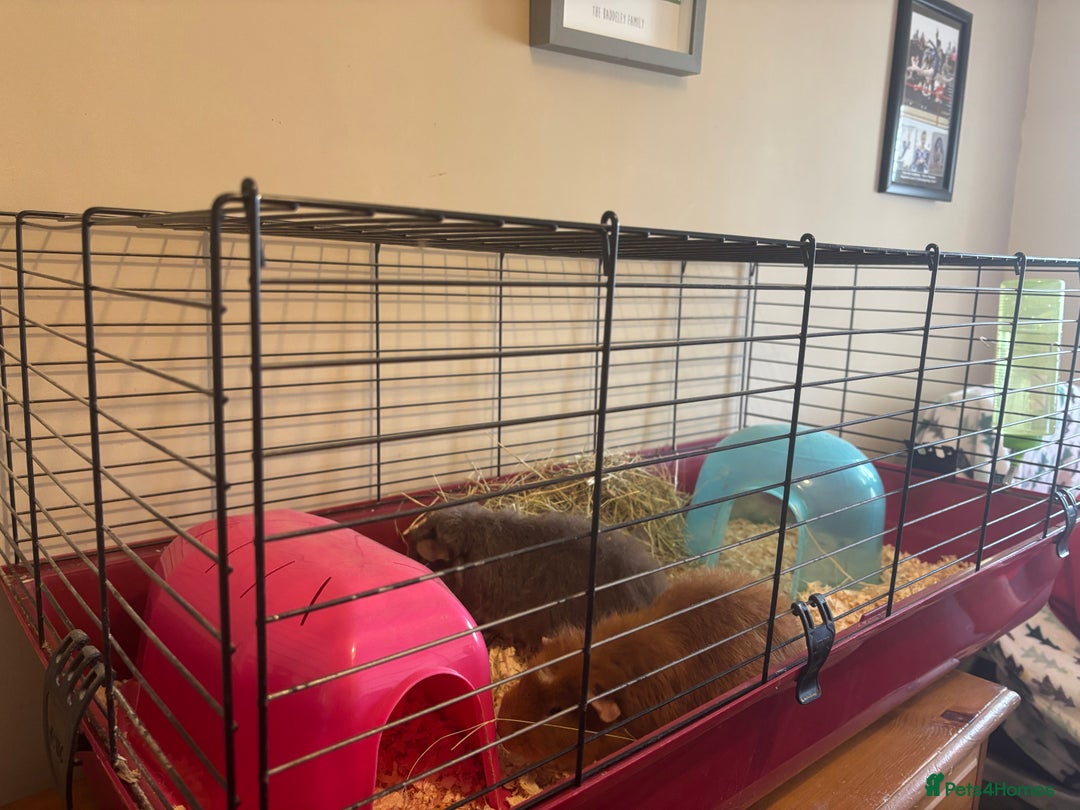 Guinea Pig rodents for sale: Guinea Pigs  - Advert 2