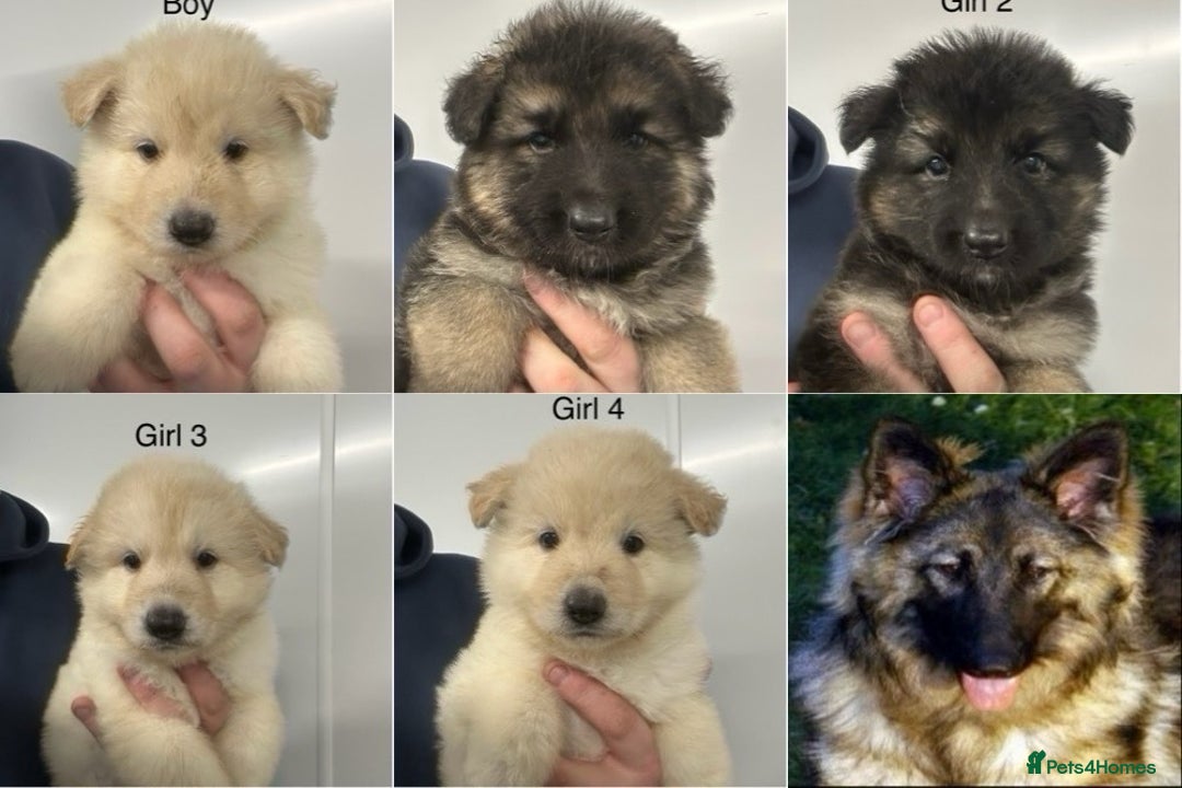 German Shepherd dogs for sale: Traditional Long Coat, Straight backed GSD Puppies - Advert 1