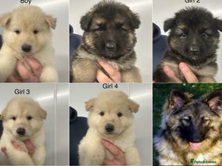 German Shepherd dogs Traditional Long Coat, Straight backed GSD Puppies - Advert 1