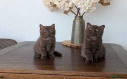 British Shorthair cats for sale: GCCF Champion bred British shorthair  - Image 1