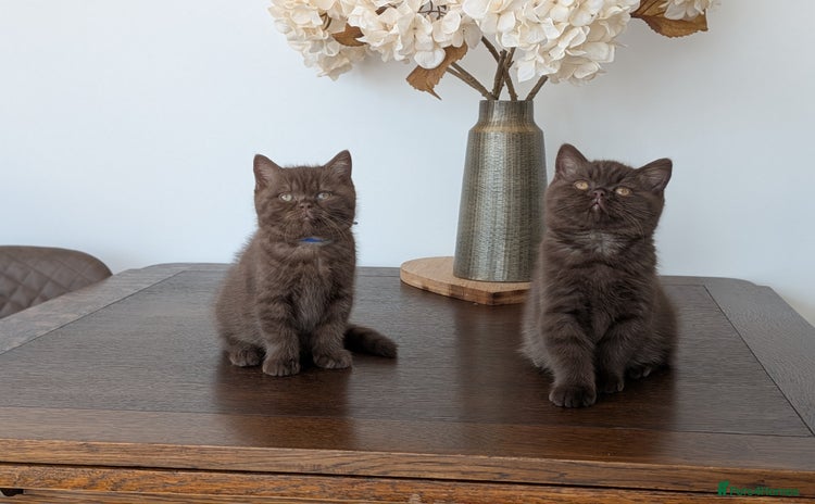 British Shorthair cats - Advert 3
