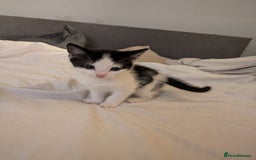 British Shorthair cats for sale: Kittens - Image 2