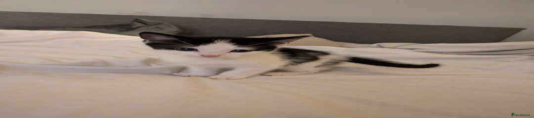 British Shorthair Kitten 1