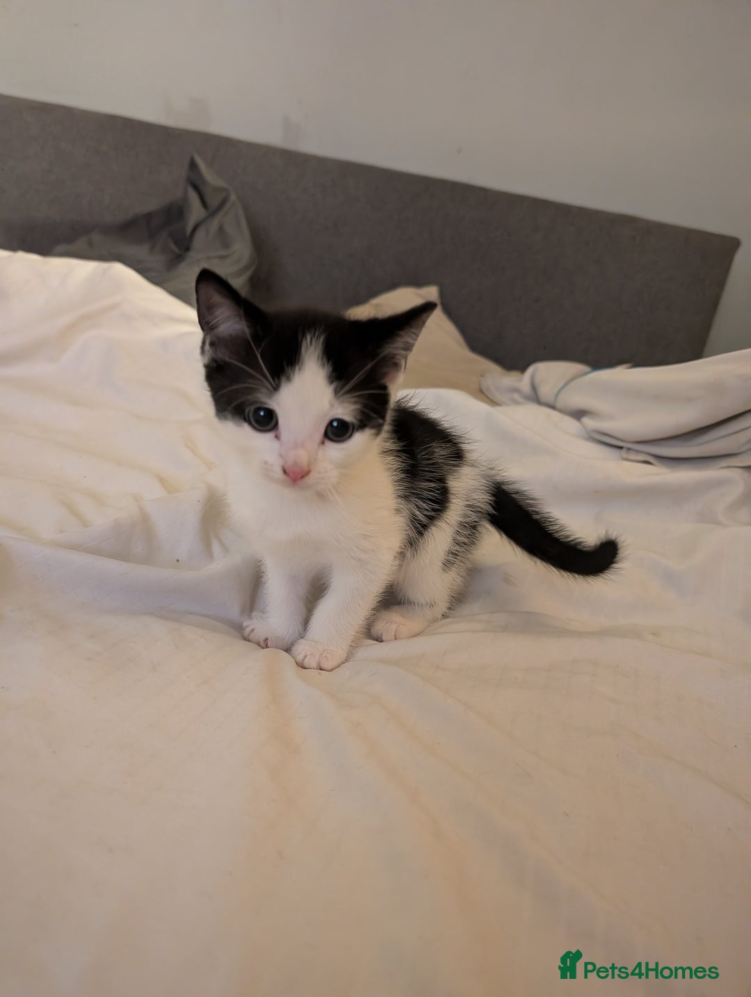 British Shorthair cats for sale: Kittens - Image 2