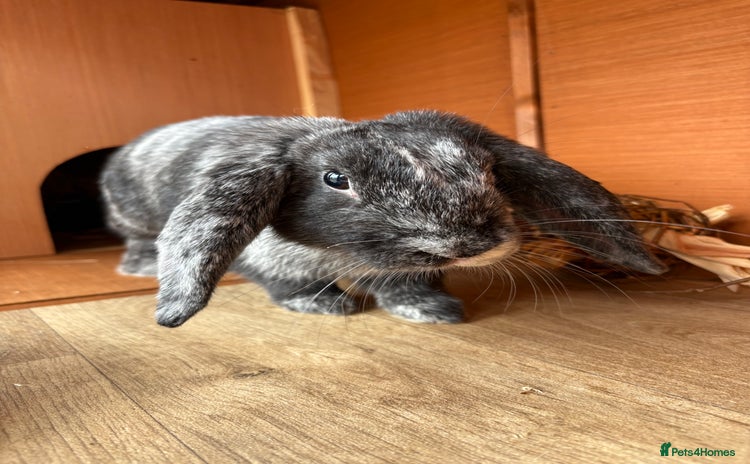 Mixed Breed rabbits - Advert 16