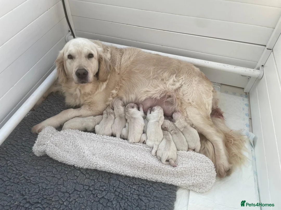 Golden Retriever dogs for sale: KC registered Golden Retriever Puppies - Advert 1