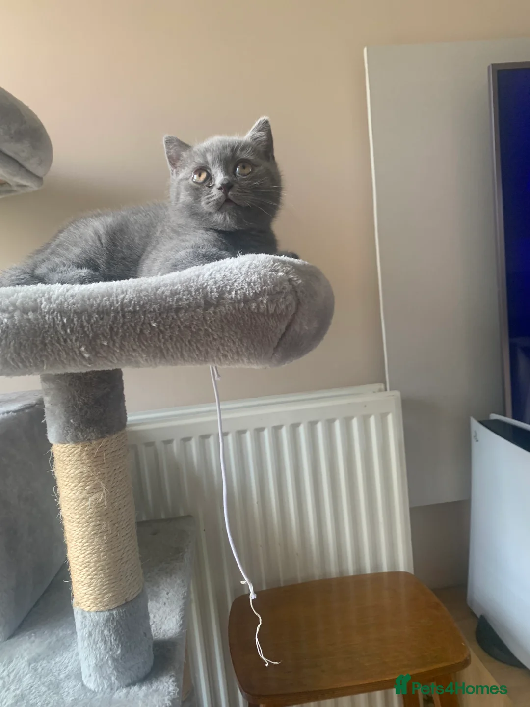 British Shorthair cats for sale: British shorthair  in Manchester - Advert 5