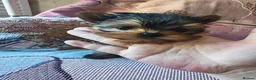 Yorkshire Terrier dogs for sale: The last boy waiting for you - Advert 22