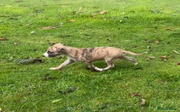 Whippet dogs for sale: SUPER KC Whippet puppies Show bred - Image 14