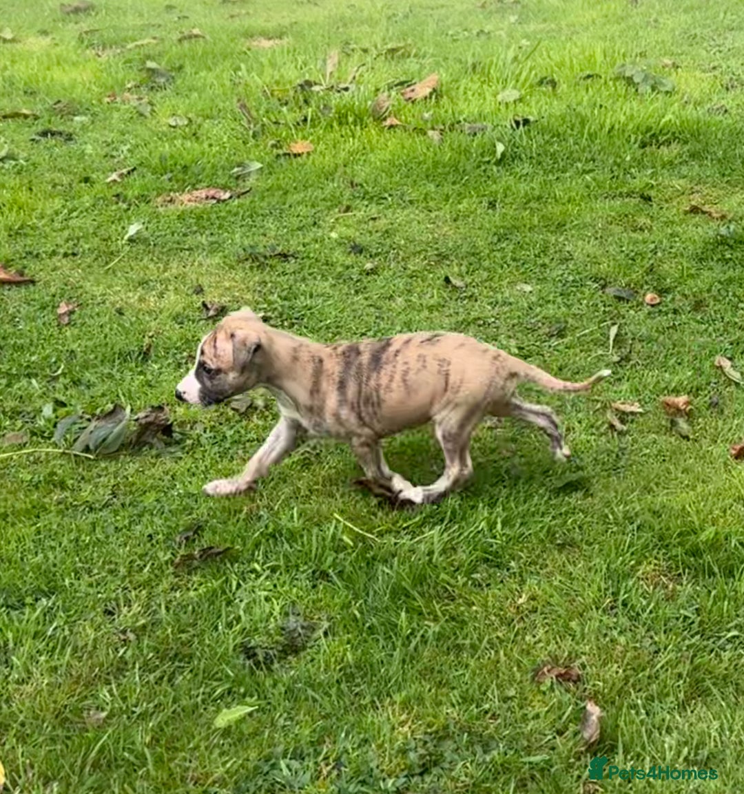 Whippet dogs for sale: SUPER KC Whippet puppies Show bred - Image 14