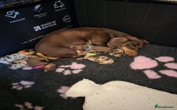Miniature Dachshund dogs for sale: Miniature dachshund pups for sale - Image 1