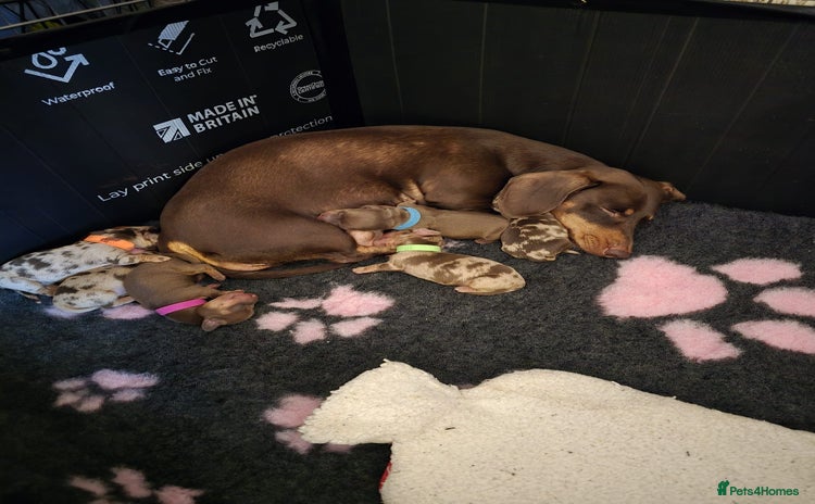Miniature Dachshund dogs - Advert 15