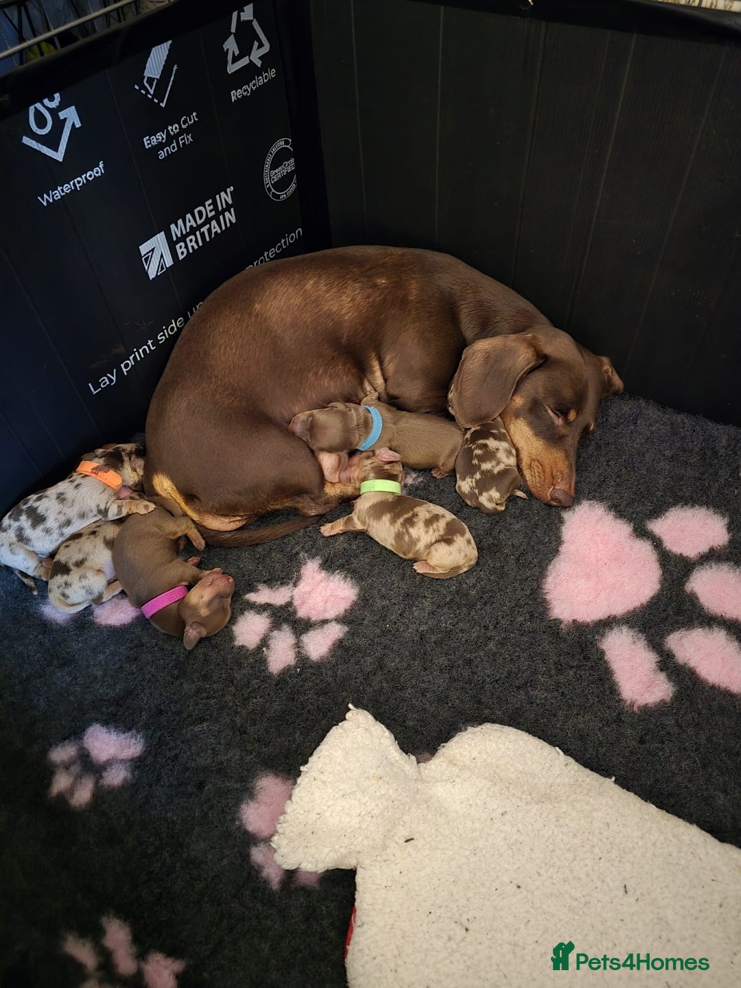 Miniature Dachshund dogs for sale: Miniature dachshund pups for sale - Image 1