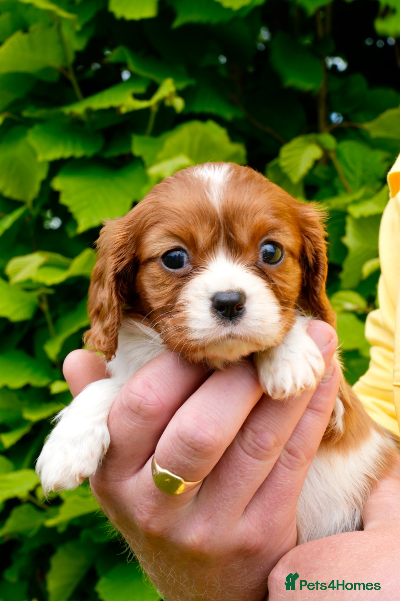 Cavalier King Charles Spaniel dogs for sale: Cavalier King Charles Puppies - Advert 3