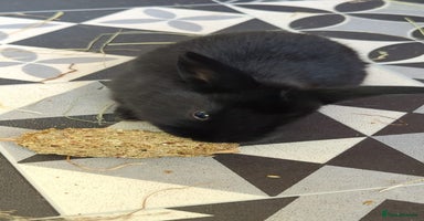 Mini Lop rabbits - Advert 12