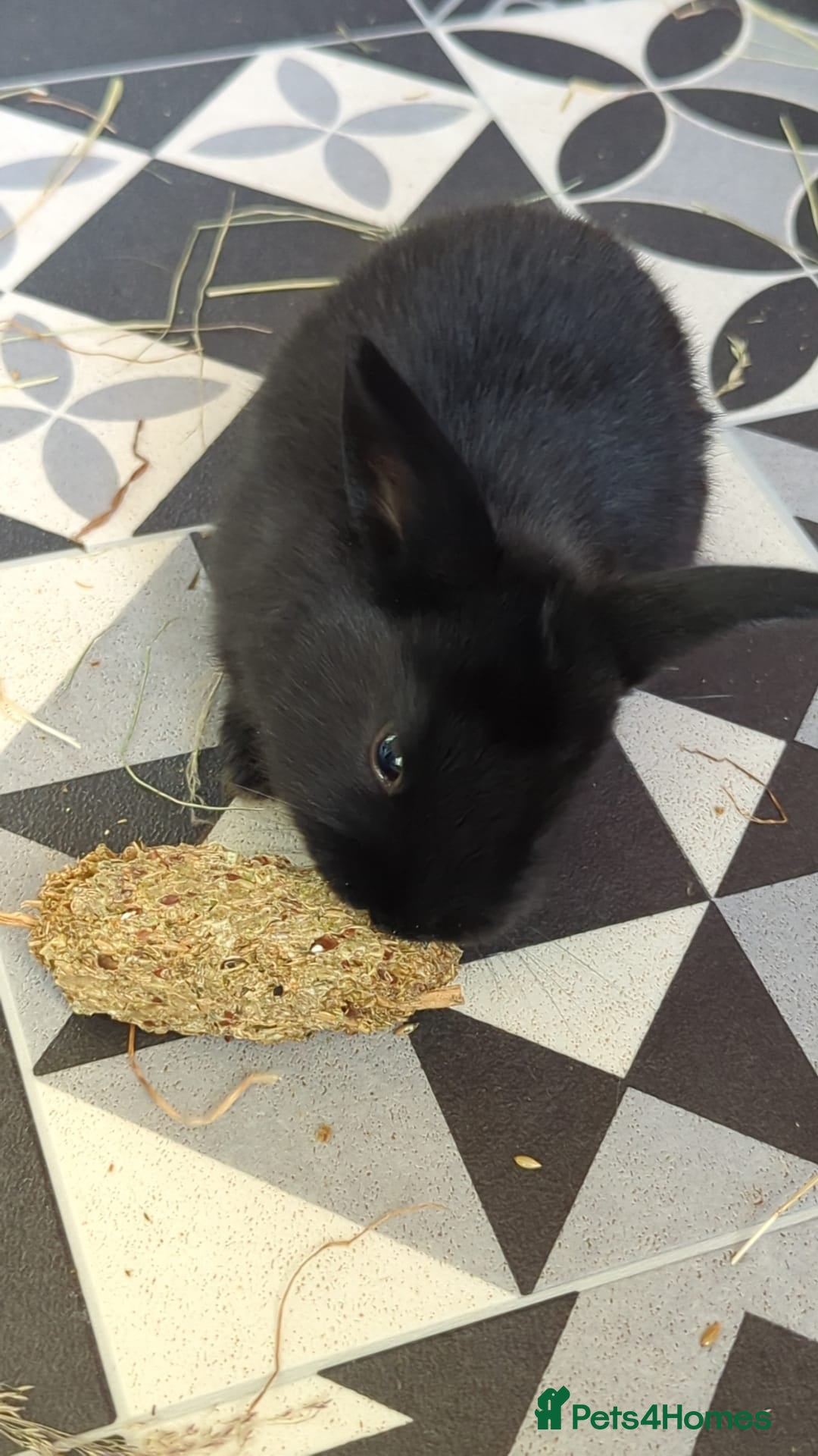 Mini Lop rabbits for sale: 9 Mixed Mini Lop Bunnies for sale - Advert 3