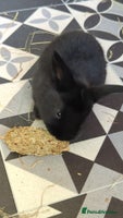 Mini Lop rabbits - Advert 4