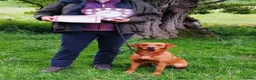 Labrador Retriever dogs for sale: KC registered hereditary clear pups. in Morpeth - Advert 5