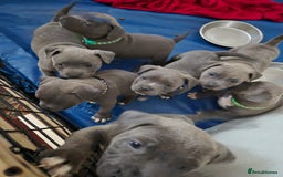 Staffordshire Bull Terrier dogs for sale: Blue Staffs £1,100 Deposit is £245 - Image 1