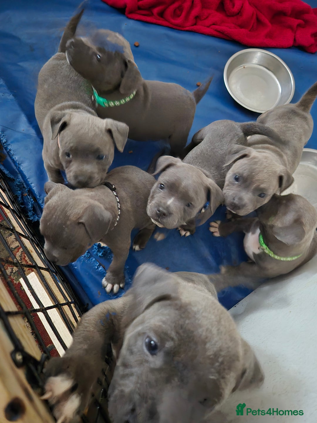 Staffordshire Bull Terrier dogs for sale: Blue Staffs £1,100 Deposit is £245 - Image 1
