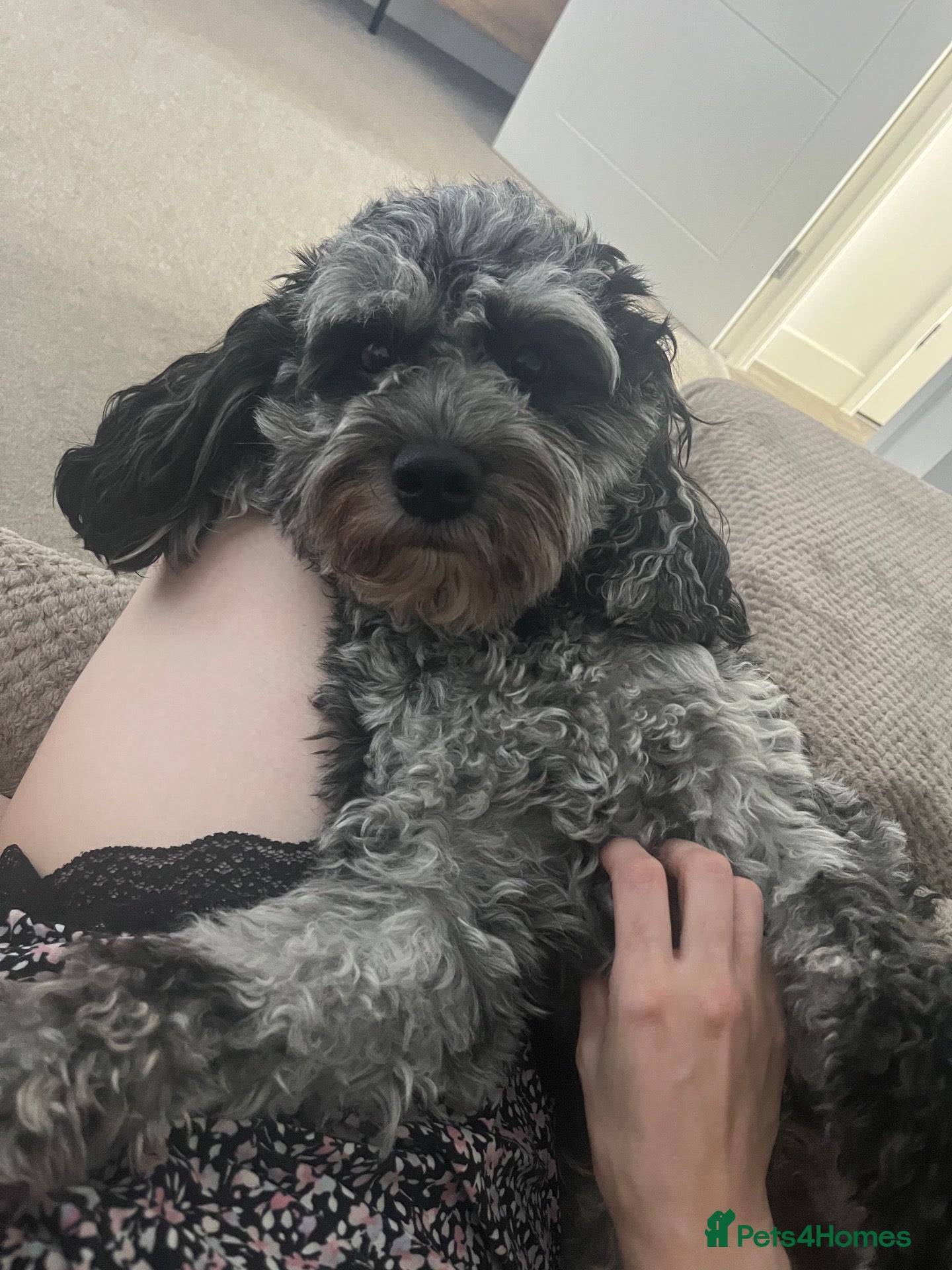 Cavapoo dogs 2 year old cavapoo for sale   - Advert 6