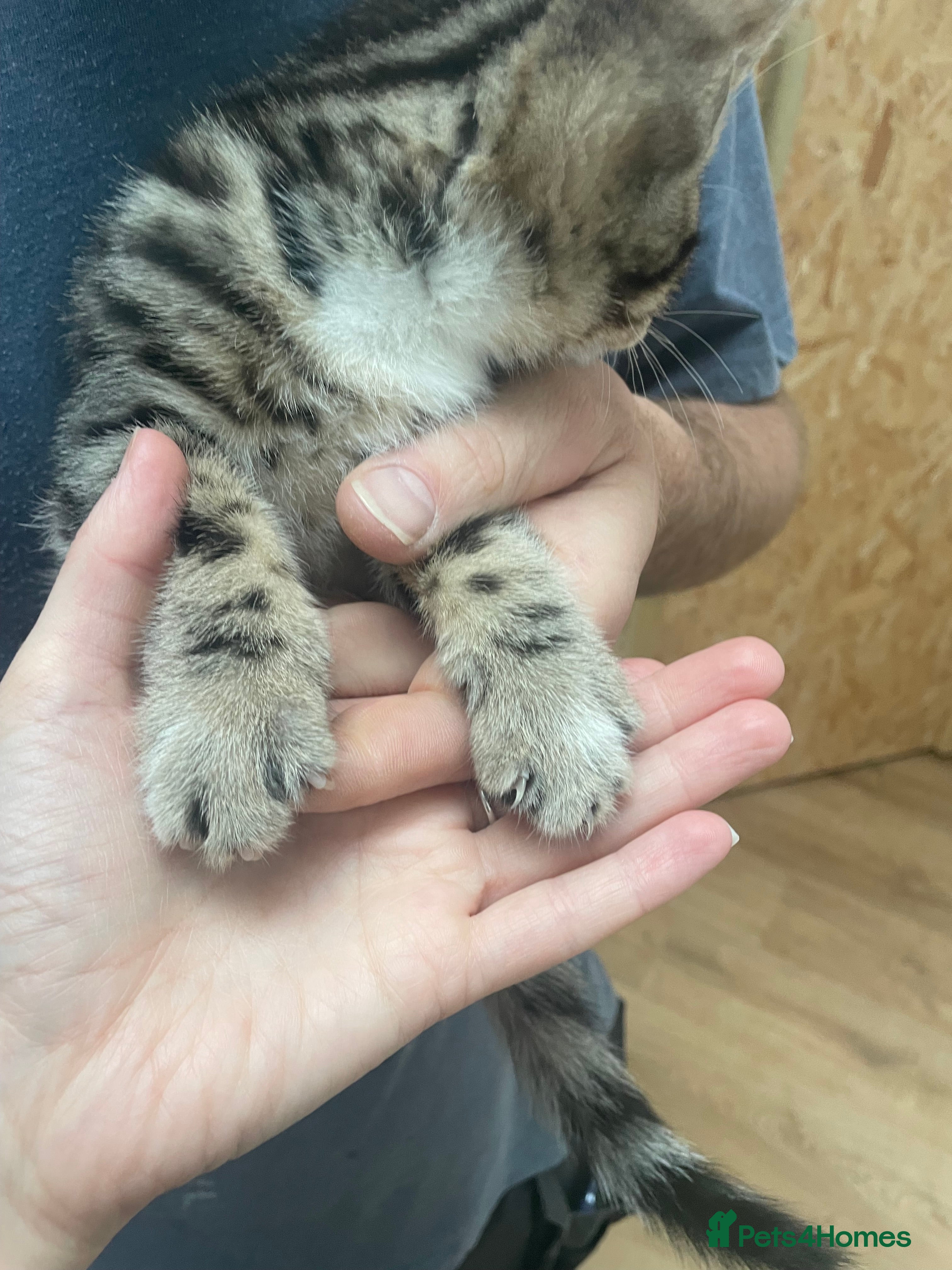 Bengal cats for sale: Bengal X Kittens - Advert 9